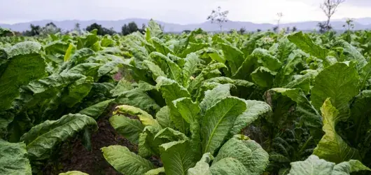 Field of cultivated narcotic plants