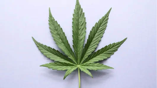 Field of cultivated narcotic plants