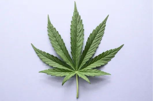 Field of cultivated narcotic plants