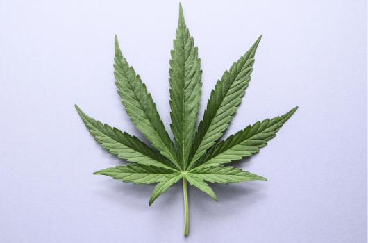 Narcotic plant